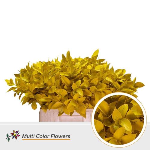 Ruscus kleurbehandeld H%