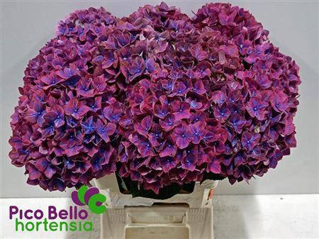 Hydrangea macrophylla 'Amber'