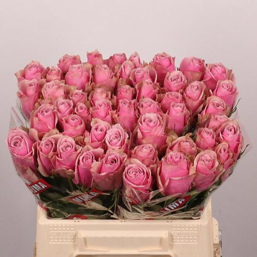 Rosa grootbloemig Athena Royale