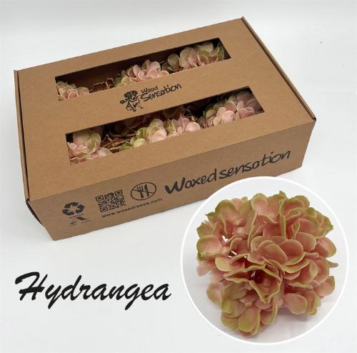 Hydrangea overig kleurbehandeld H%