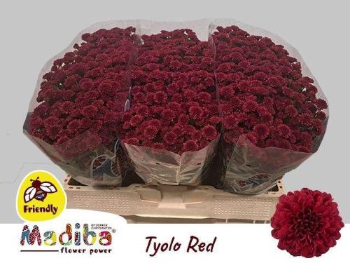 Chrysanthemum (Indicum Grp) tros santini Madiba Red Tyolo