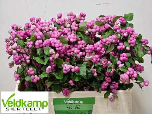 Rosa grootbloemig Madelon