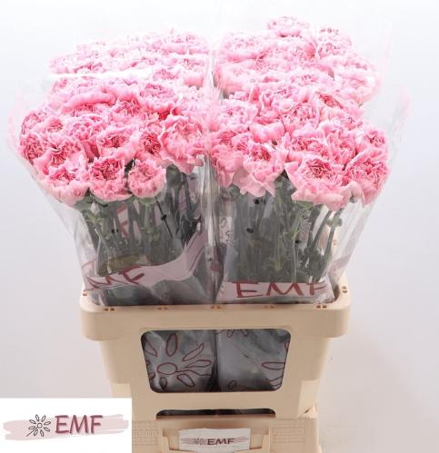 Dianthus standaard Julia