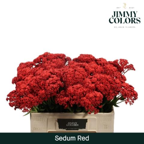 Sedum kleurbehandeld H%