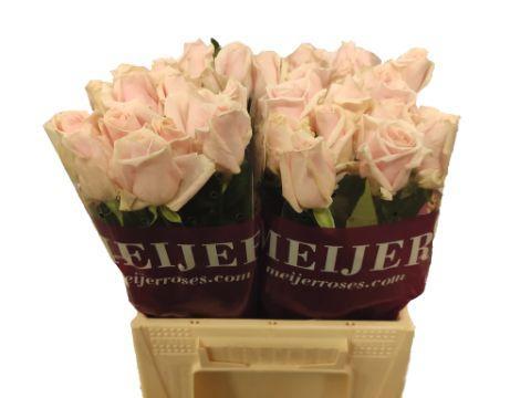 Rosa grootbloemig Sweet Avalanche +