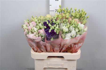 Eustoma russellianum gevuldbloemig gemengd in fust