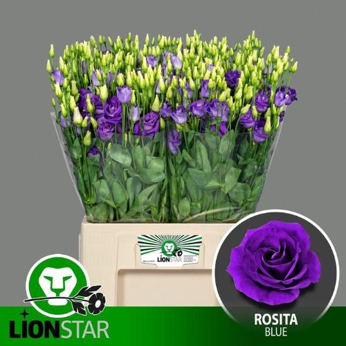 Eustoma russellianum gevuldbloemig 'Rosita Blue'