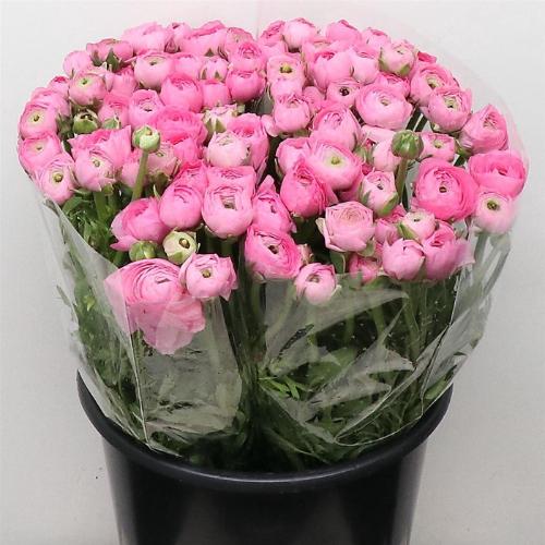 Ranunculus asiaticus 'Elegance Pink'
