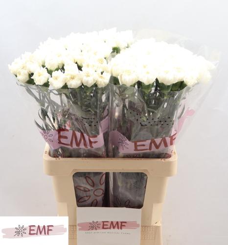 Dianthus standaard Mont Blanc