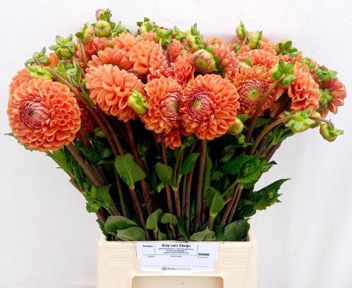 Dahlia 'Cornel Bronze'