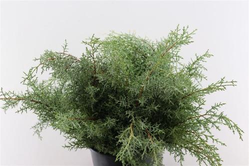 Cupressocyparis leylandii 'Gold Rider'