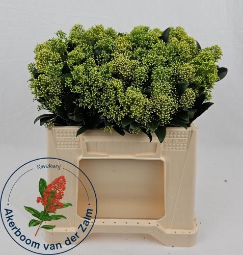 Skimmia japonica 'Frank White' per bos