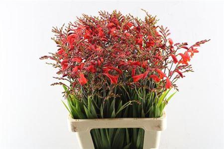 Crocosmia overig