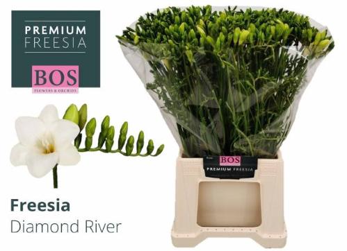 Freesia enkelbloemig 'Diamond River'