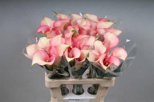 Zantedeschia 'Auckland'