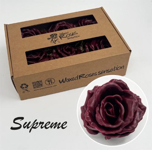 Rosa grootbloemig gewaxt H%
