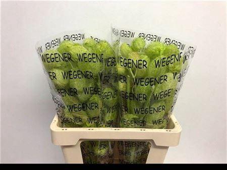 Siervruchten per tak Gomphocarpus fruticosus 'Moby Dick'