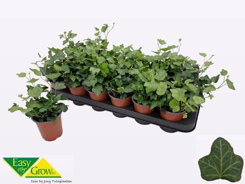 Hedera helix 'Wonder'