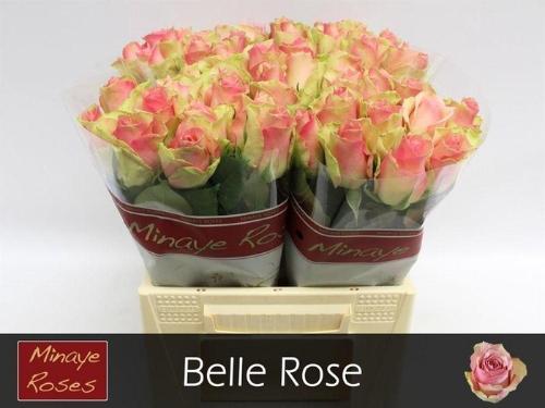 Rosa grootbloemig Belle Rose