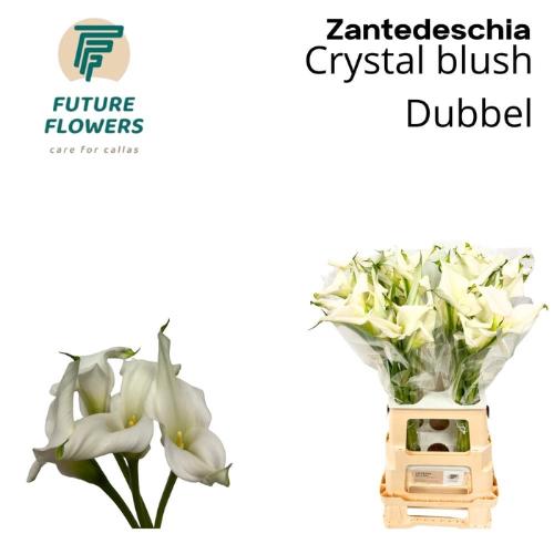 Zantedeschia 'Crystal Blush'