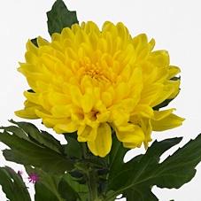 Chrysanthemum Indicum Grp geplozen kas Pjotr