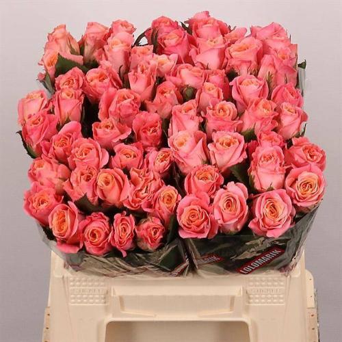 Rosa grootbloemig Miss Piggy+