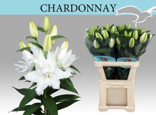Lilium (Oriental Grp) dubbel 'Chardonnay'