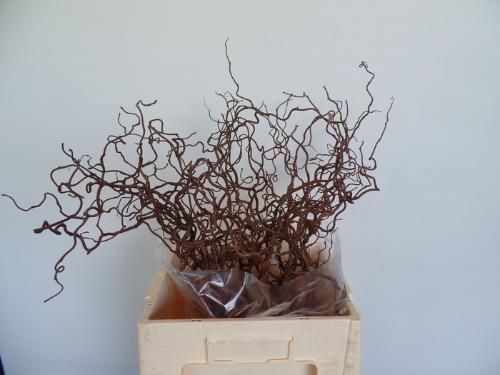 Corylus avellana 'Contorta'
