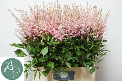 Astilbe (Japonica Grp) 'Avalanche'