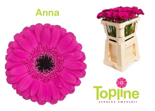 Gerbera mini Anna