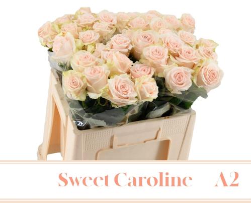 Rosa grootbloemig Sweet Caroline