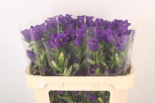 Campanula medium 'Campana Deep Blue'