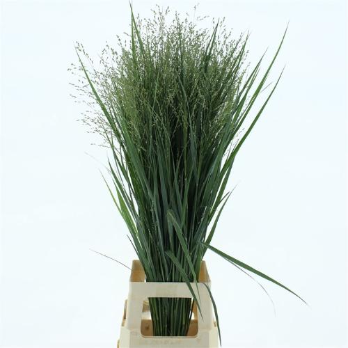 Panicum virgatum 'Heavy Metal'