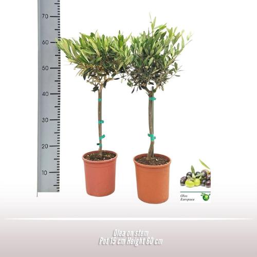 Olea europaea