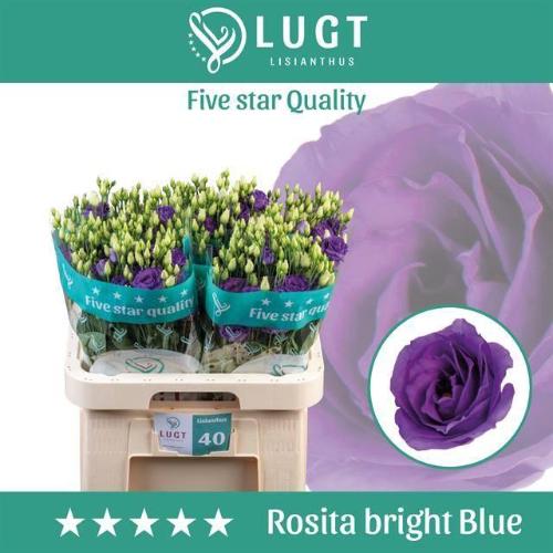 Eustoma russellianum gevuldbloemig 'Rosita Bright Blue'
