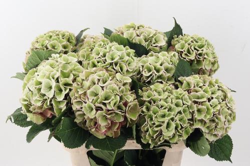 Hydrangea macrophylla Royal Love (classic)