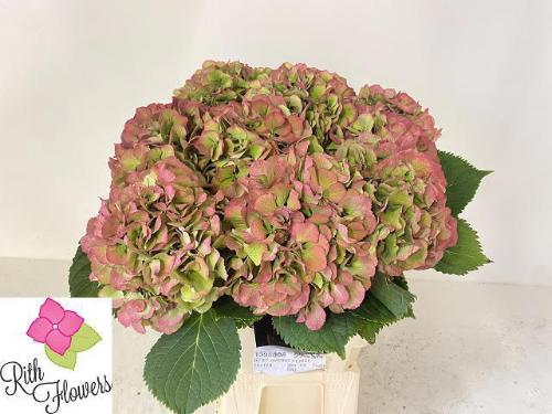 Hydrangea macrophylla 'Elbtal' (classic)
