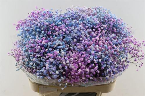 Gypsophila overig kleurbehandeld H%