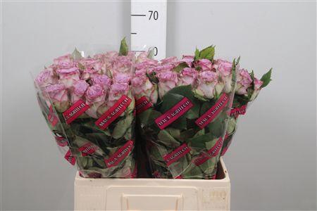 Rosa grootbloemig Dolcetto!