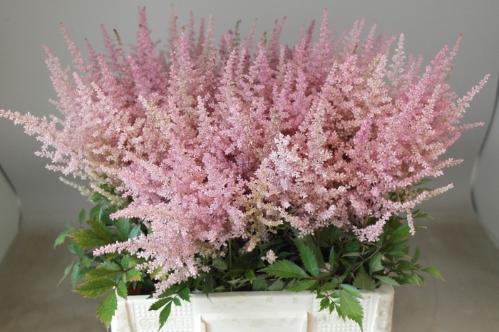 Astilbe Arendsii Grp 'Erika'