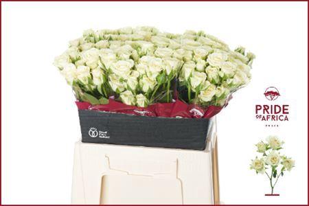 Rosa tros Snowflake