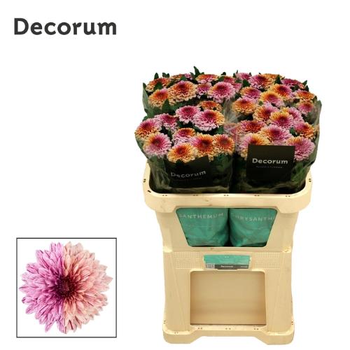 Chrysanthemum geplozen kas overig