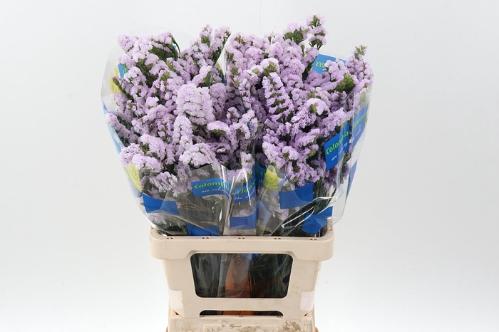Limonium sinuatum Tessa Lavender