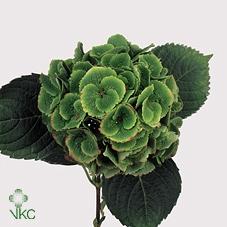 Hydrangea macrophylla Magical Emerald (classic)