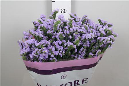 Limonium sinuatum Donau Birds