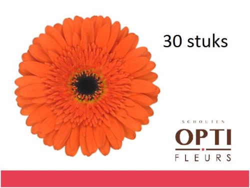 Gerbera grootbloemig 'Candela'