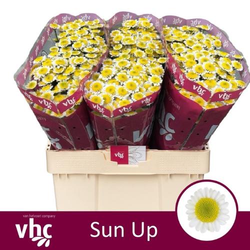 Chrysanthemum Indicum Grp tros santini 'Sun Up'