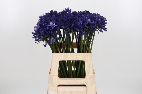 Agapanthus (Funnel Grp) 'Dark Ocean'