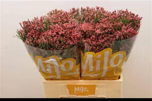 Limonium sinensis Maxima Diamond