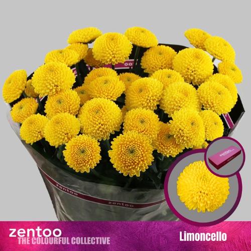 Chrysanthemum Indicum Grp tros Limoncello